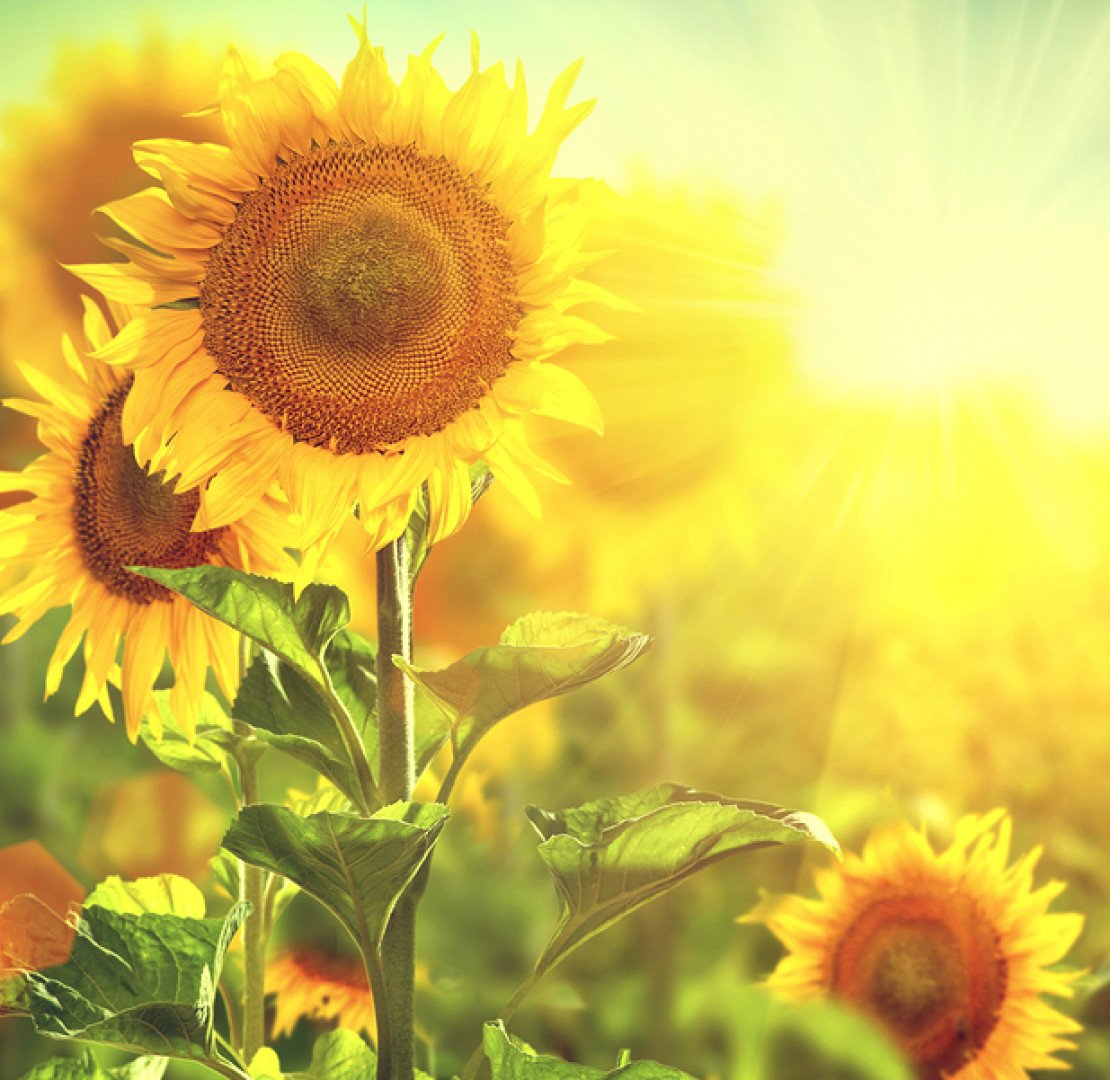 Sunflowers