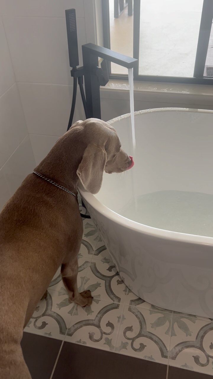 A Dog is Drinking Water From a Sink in a Bathroom — Beards Roofing and Plumbing in Bribie Island, QLD