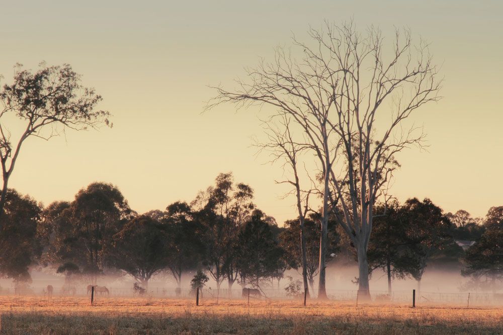 A Foggy Field With Trees in the Background and a Fence in the Foreground — Beards Roofing and Plumbing in Morayfield, QLD