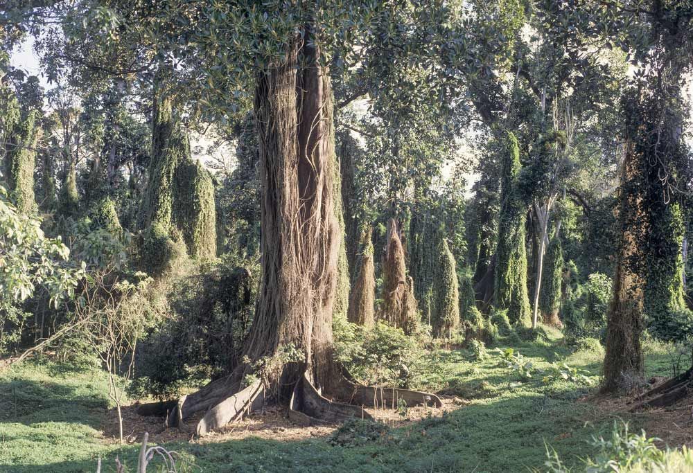 A Large Tree in the Middle of a Lush Green Forest — Beards Roofing and Plumbing in Moreton Bay, QLD