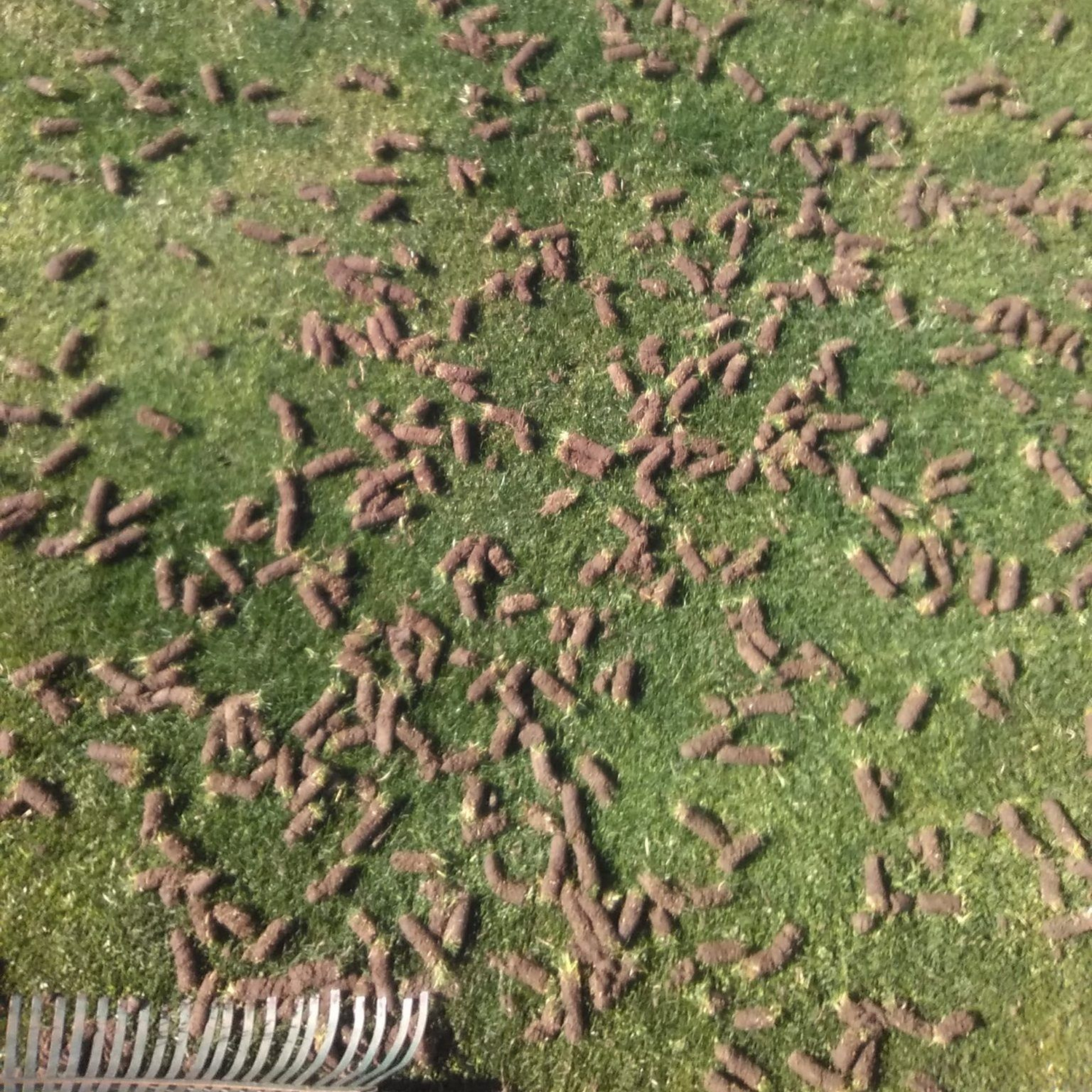 A lawn covered in small plugs of soil and grass left behind after the process of core aeration.