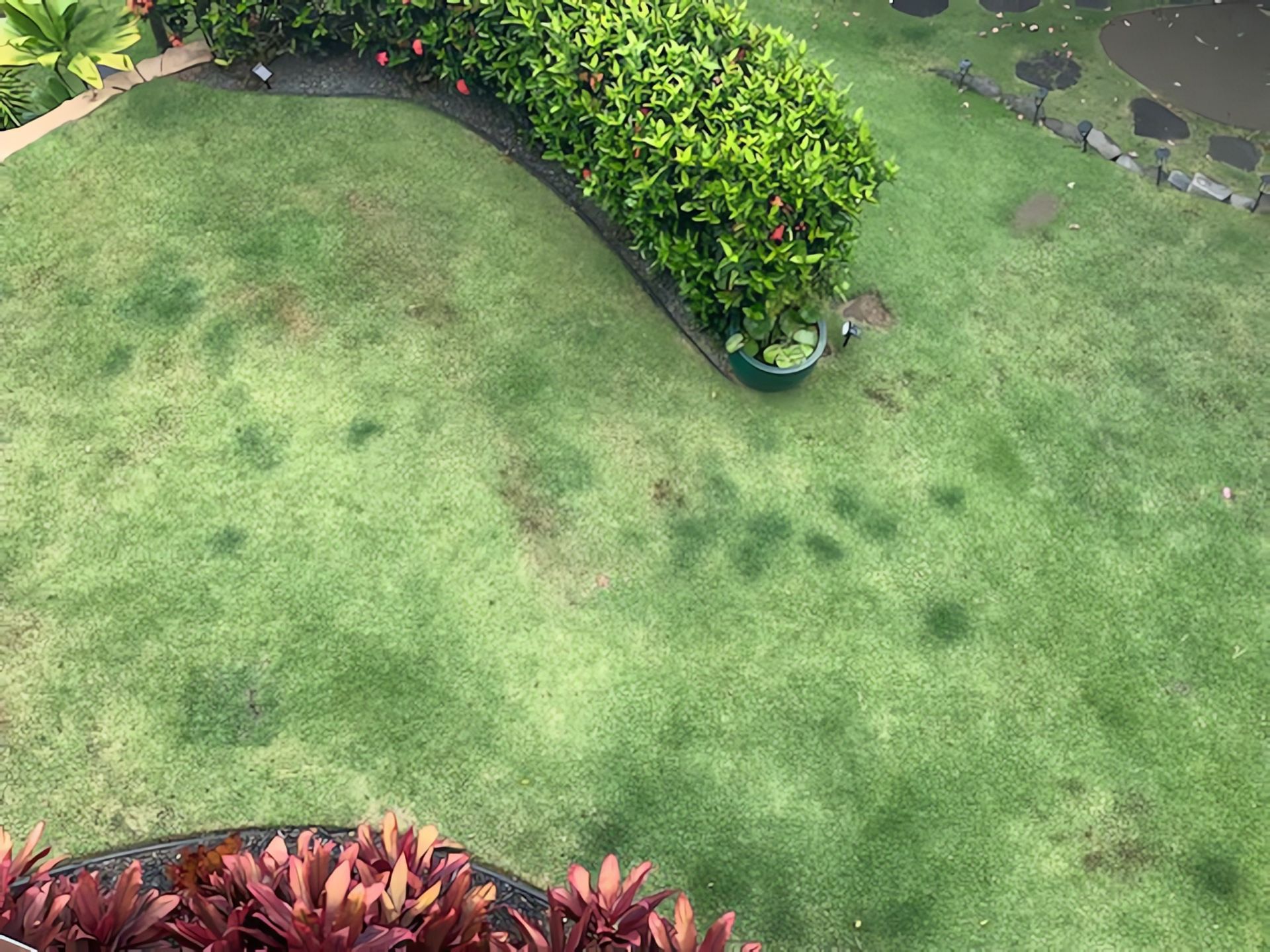 A high-angle view of a manicured lawn with a curved hedge, a potted plant, and a border of red foliage in the foreground.