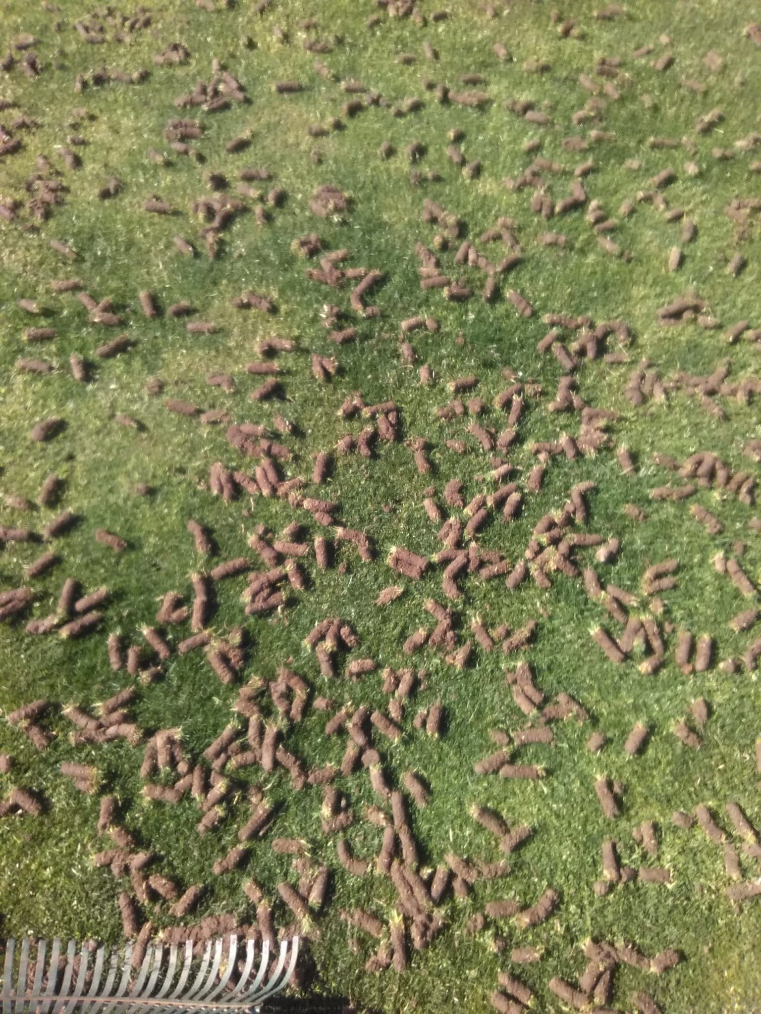 A lawn covered in small plugs of soil and grass left behind after the process of core aeration.