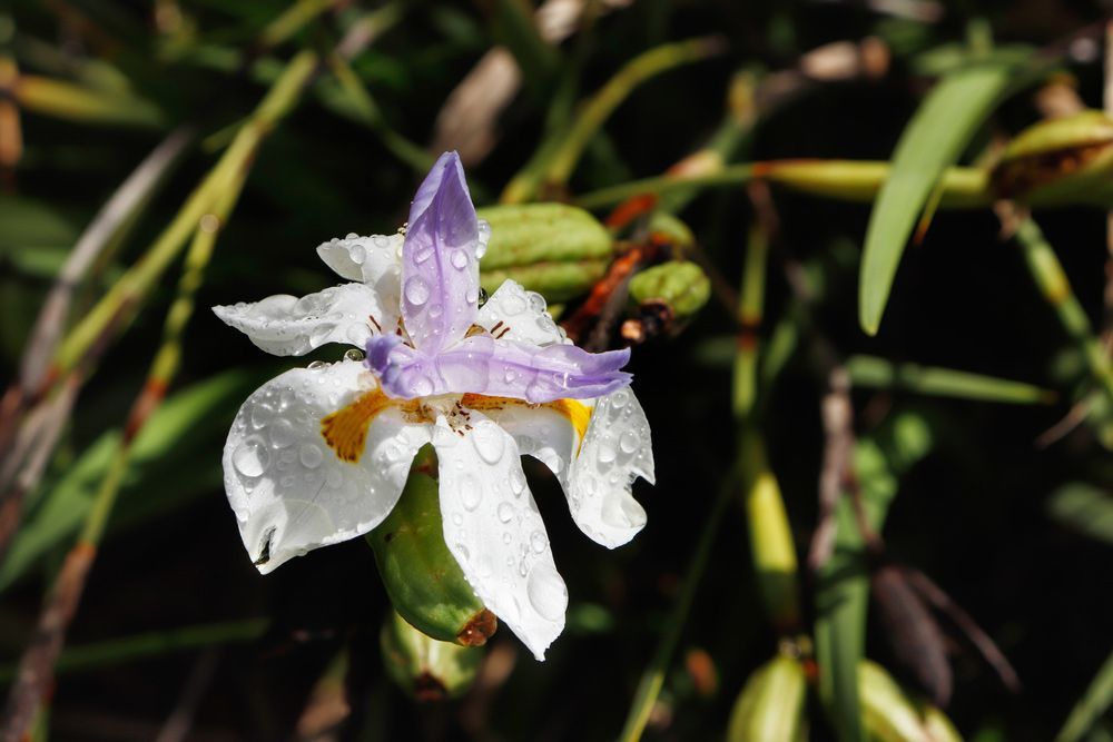 Natural White and Purple Irish Flower — Window Coverings in Mittagong, NSW