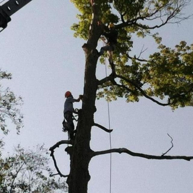 Taking Down The Tree - Millersburg, Ohio - A New Leaf Tree Service