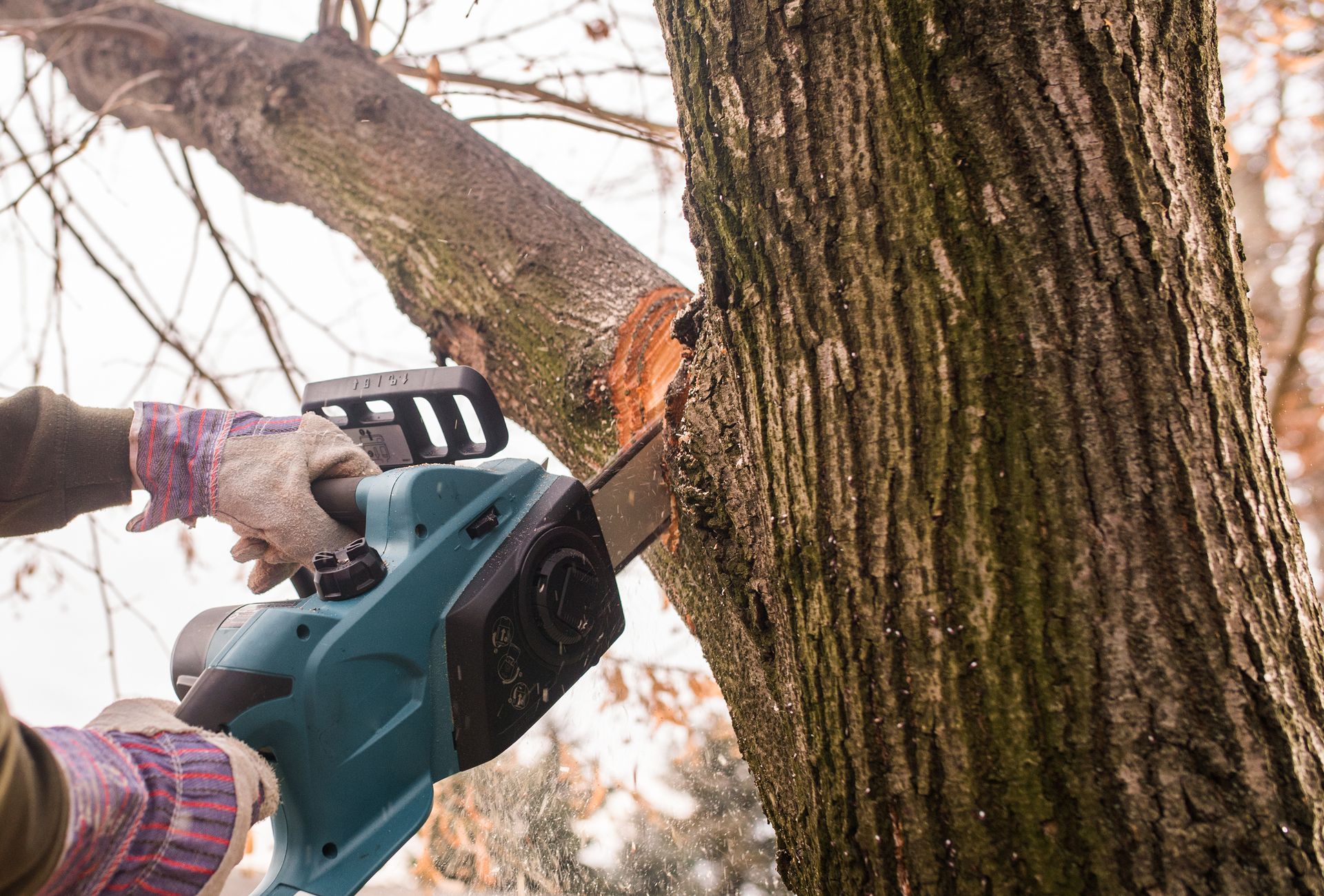 Person cutting a tree branch with a green chainsaw near the trunk outdoors.