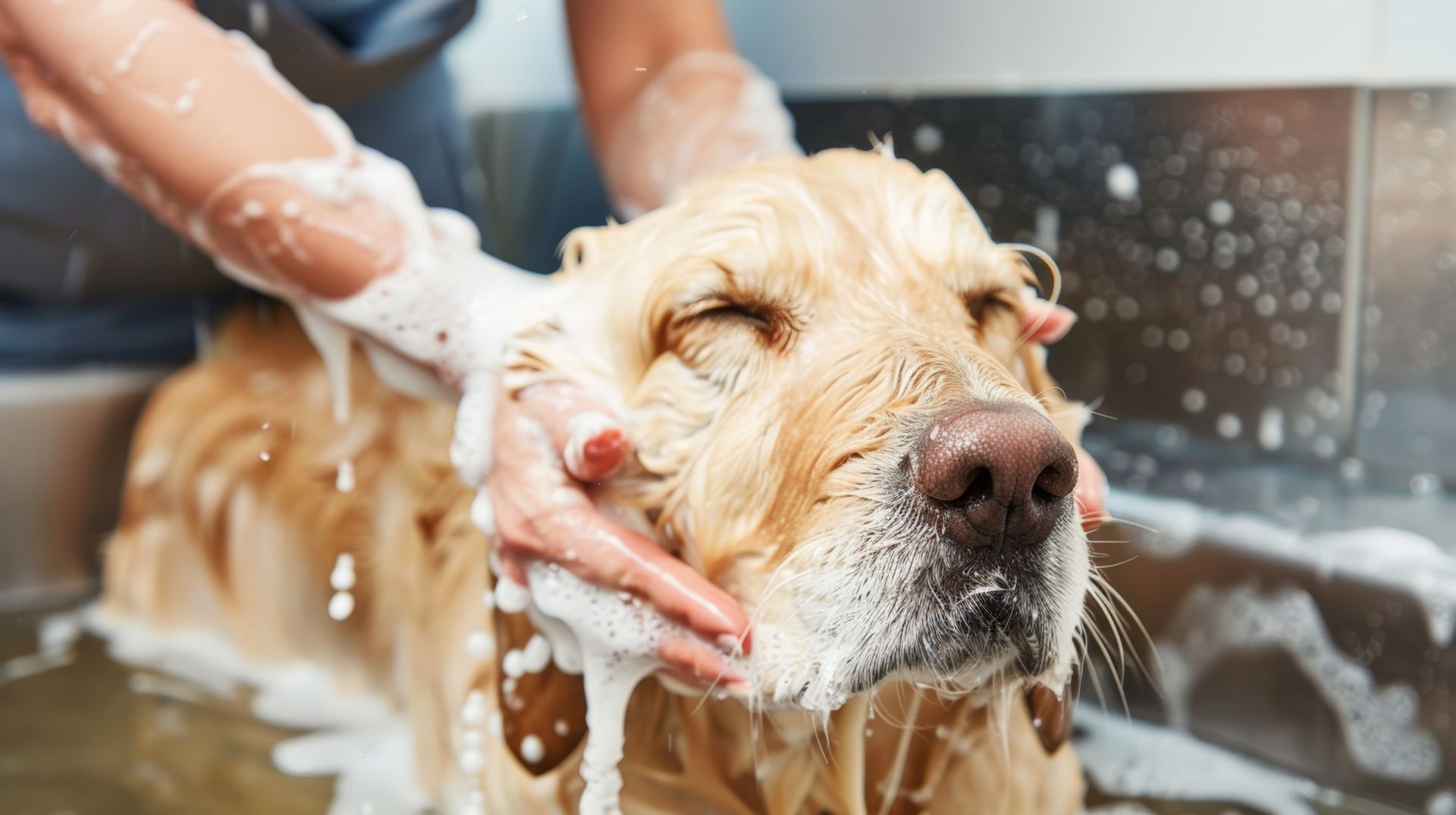 Eine Person wäscht einen Hund in einem Waschbecken mit Seife.