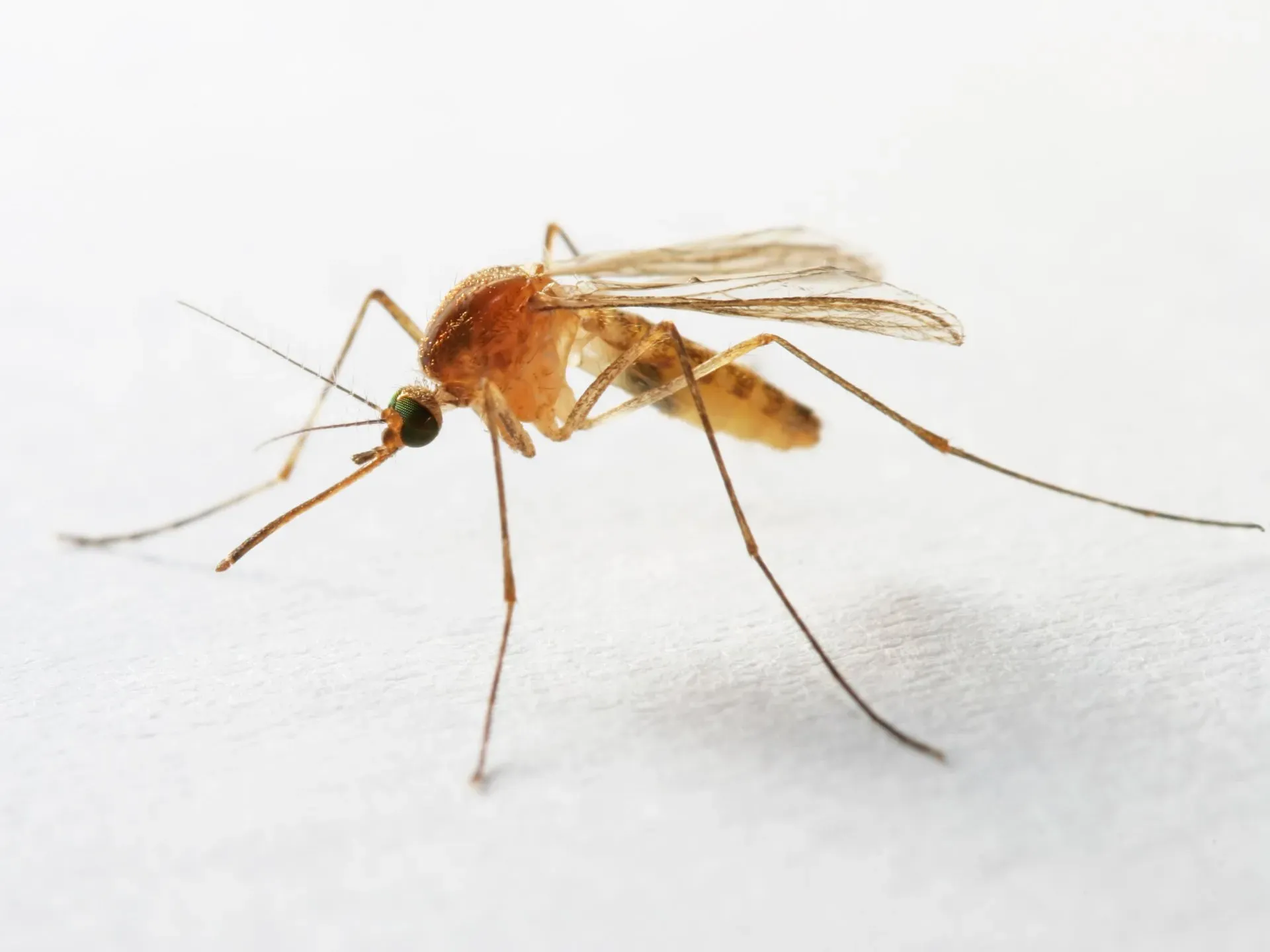 Mosquito — Newport, MN — Paffy’s Pest Control