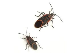 Cockroaches — Newport, MN — Paffy’s Pest Control