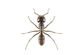 Black Ant — Newport, MN — Paffy’s Pest Control