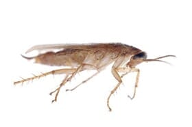Moths — Newport, MN — Paffy’s Pest Control