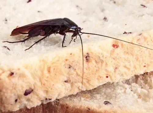 Cockroach in Bread — Newport, MN — Paffy’s Pest Control