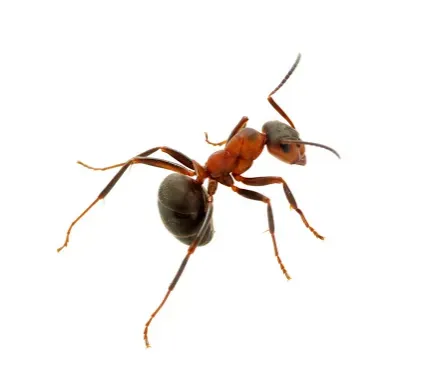 Red Ant — Newport, MN — Paffy’s Pest Control