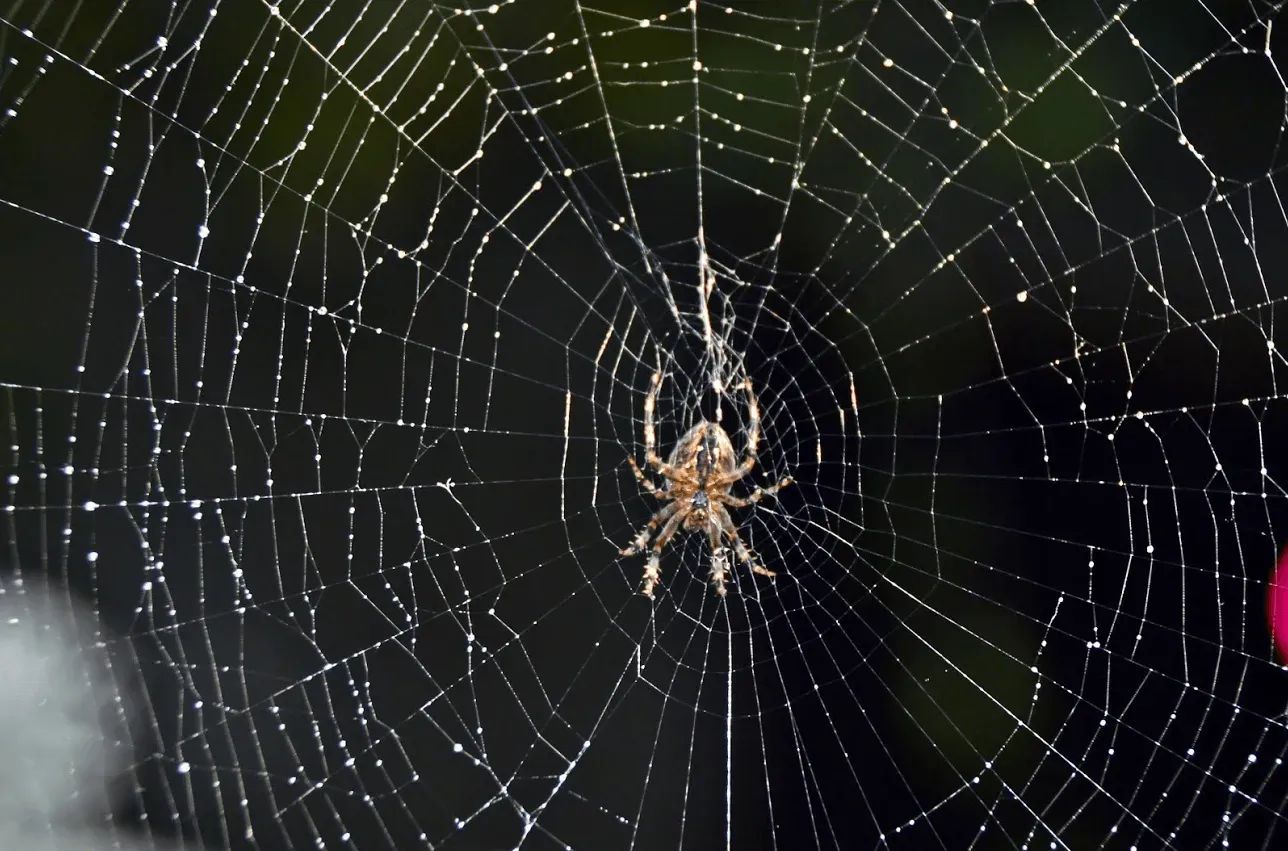 Spider with Web — Newport, MN — Paffy’s Pest Control Spider with Web — Newport, MN — Paffy’s Pest Control