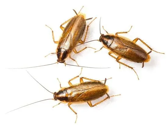 Three Cockroaches — Newport, MN — Paffy’s Pest Control