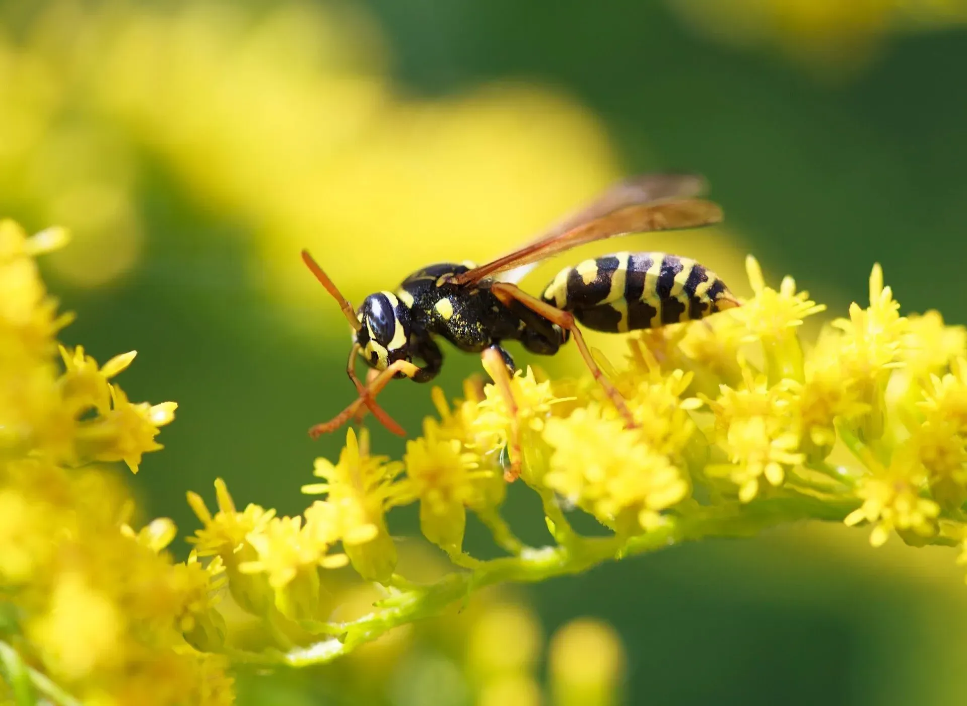 Paper Wasp — Newport, MN — Paffy’s Pest Control