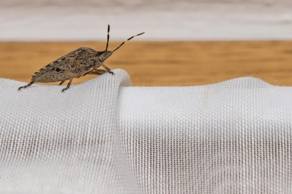 Stink Bug — Newport, MN — Paffy’s Pest Control