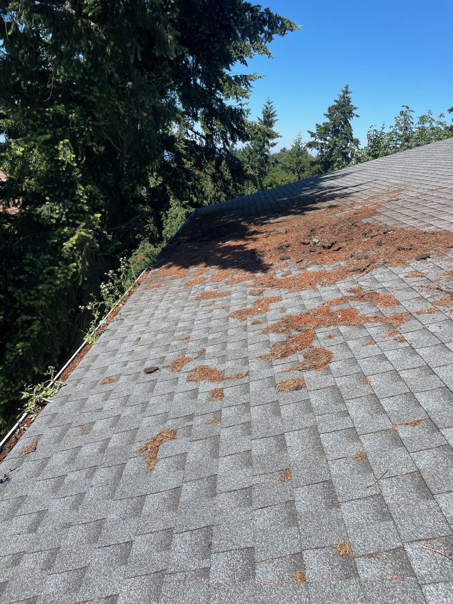 very-dirty-roof