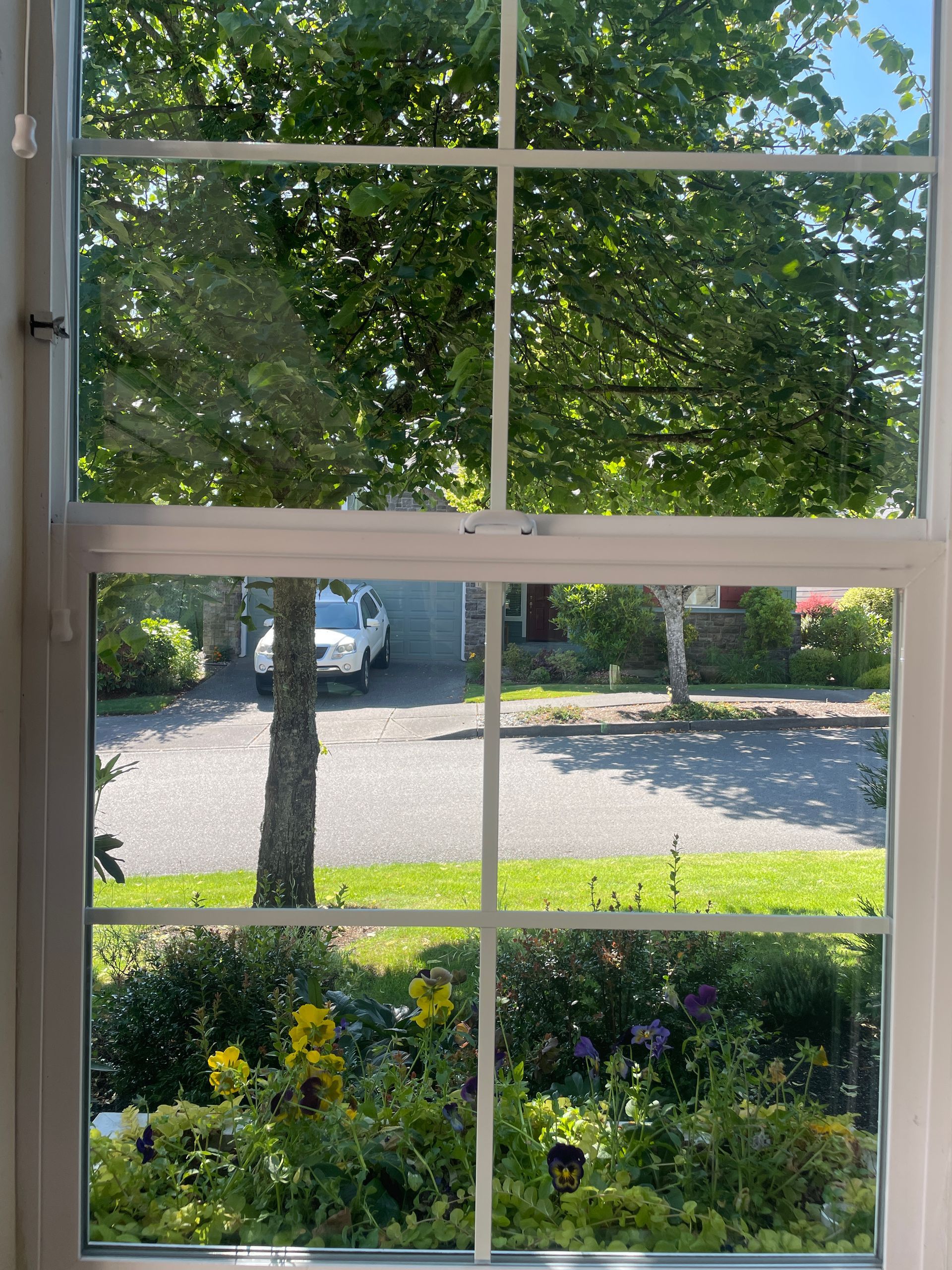 A window with a view of a garden and a car parked in the driveway.