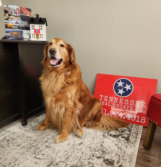 Golden retriever sits by a Tennessee real estate sign, in front of a desk.