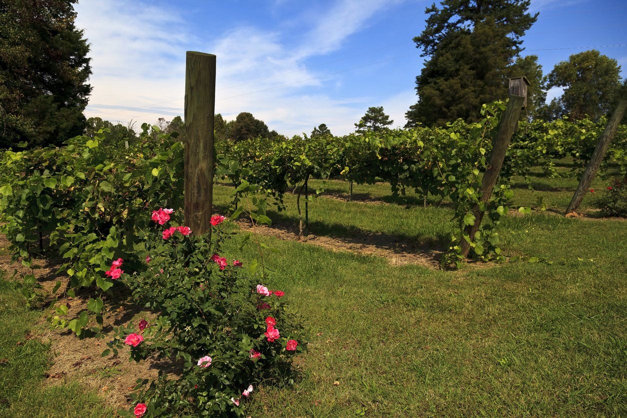 Vineyard in Yadkin County, NC