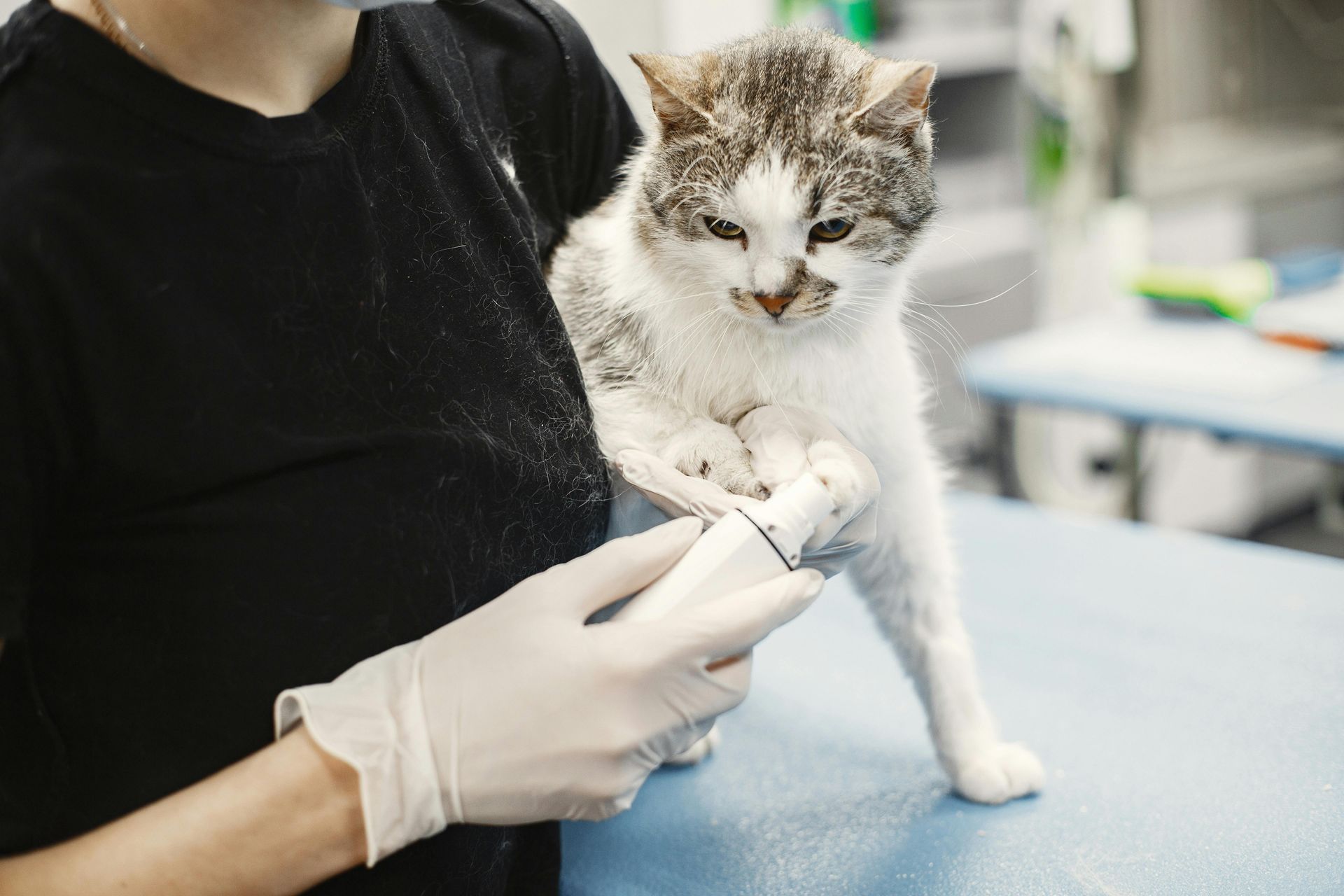 A woman is cutting a cat 's nails in a veterinary clinic.