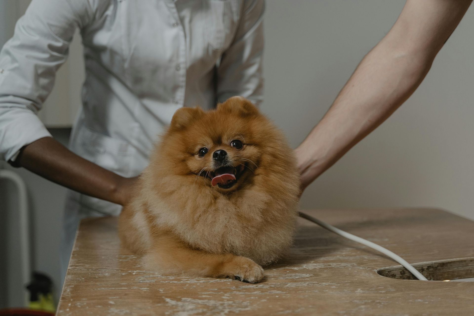 A pomeranian dog is sitting on a table being examined by a veterinarian.