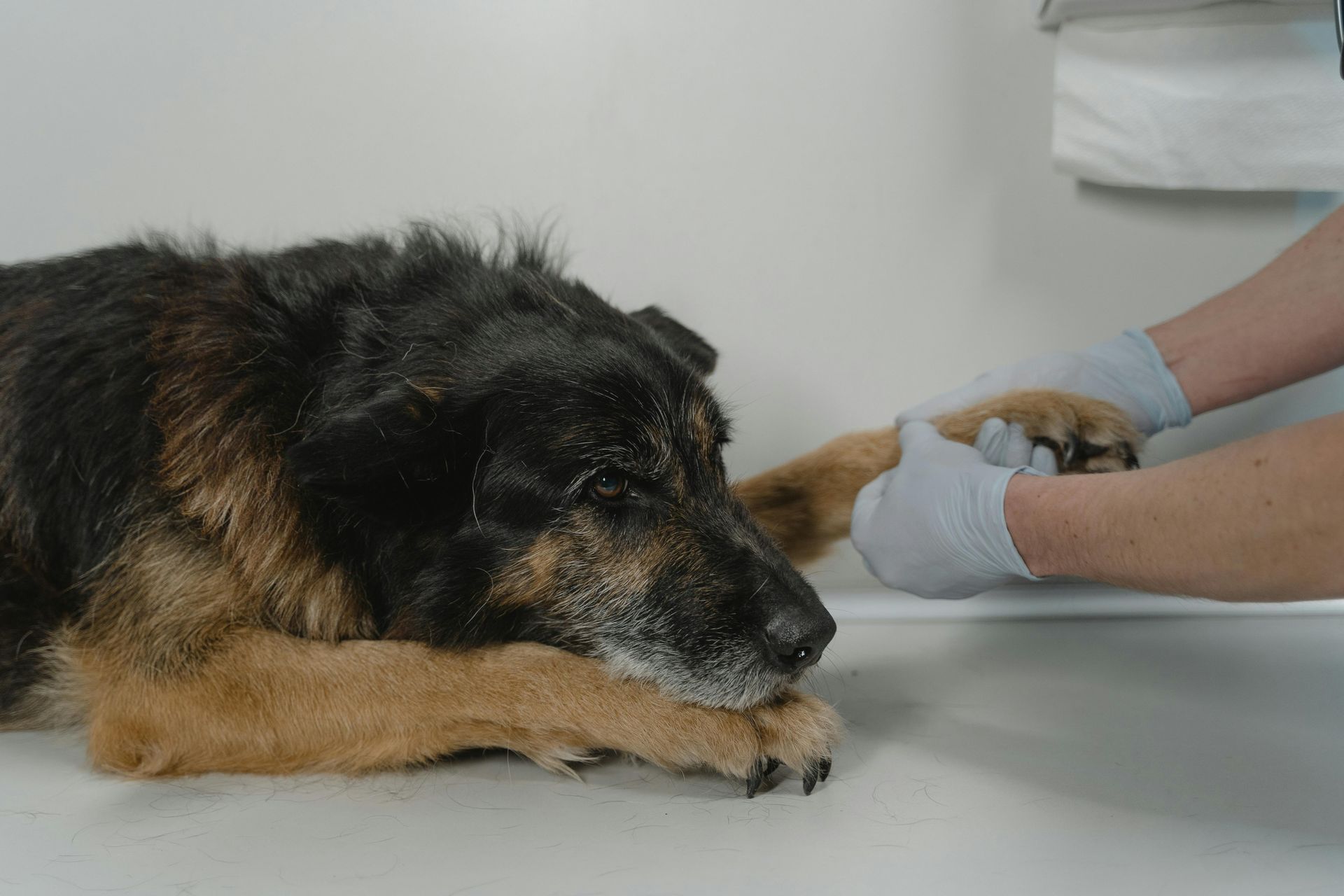 A dog is laying on a table while a veterinarian examines it.