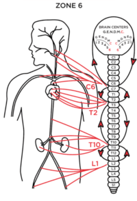 Circulatory System — Danville and Berkeley, CA — Empowered Chiropractic