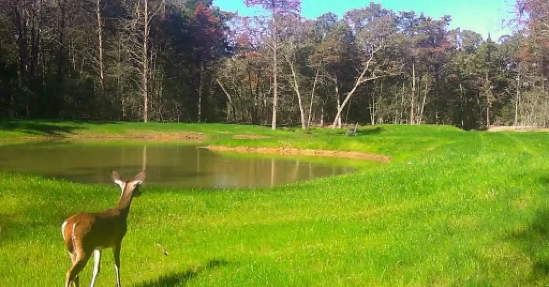 A deer is standing in a grassy field next to a pond.