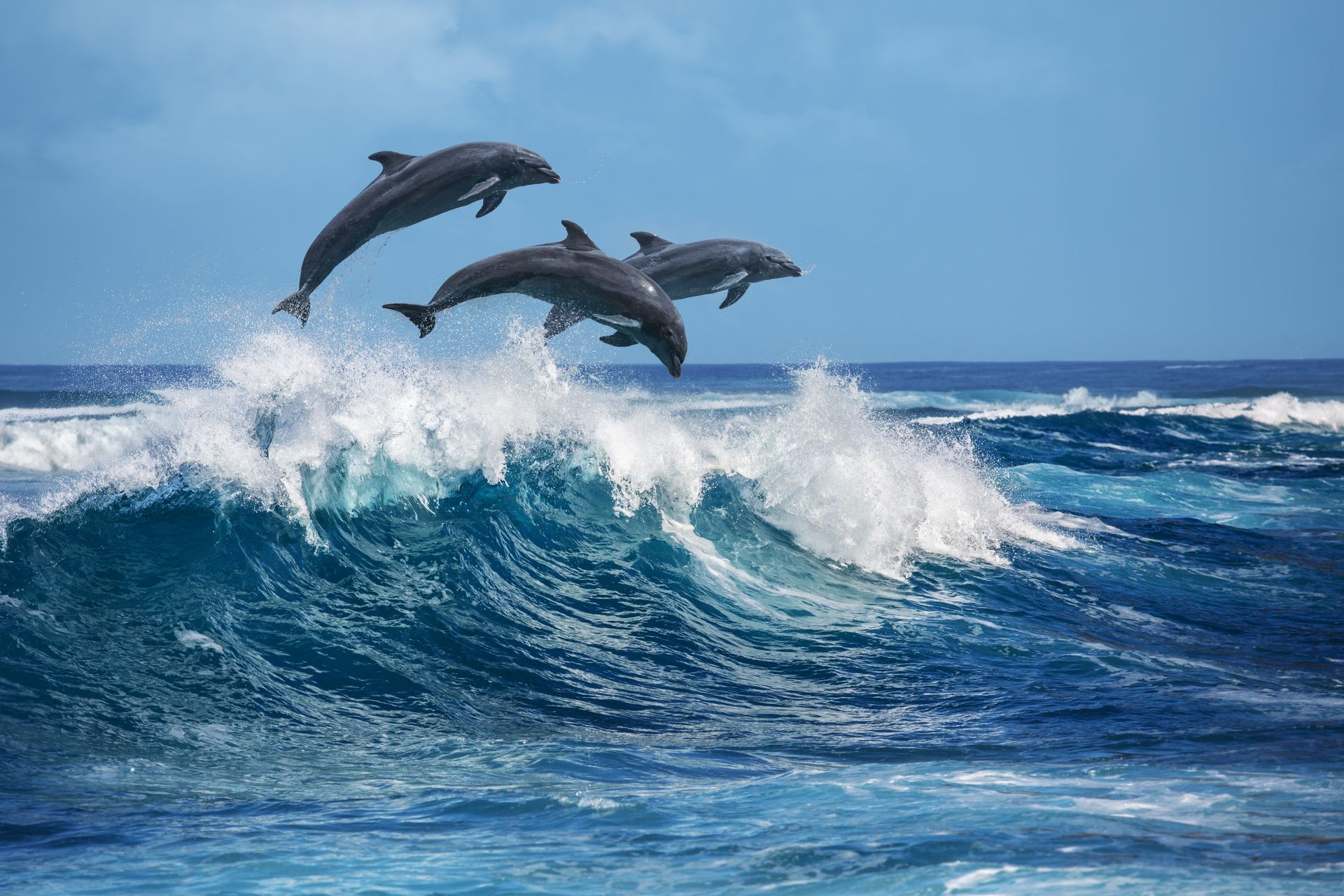 Three dolphins are jumping over a wave in the ocean.