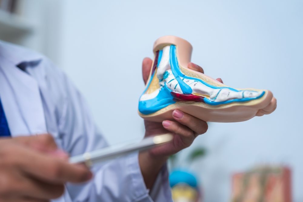 A doctor is holding a model of a foot in his hands.