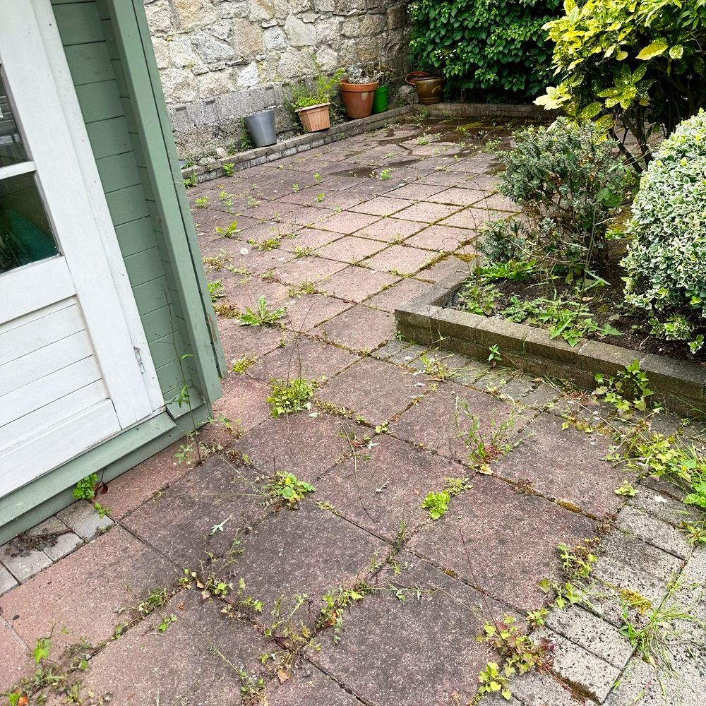 A patio with a lot of weeds growing on it and a shed in the background.