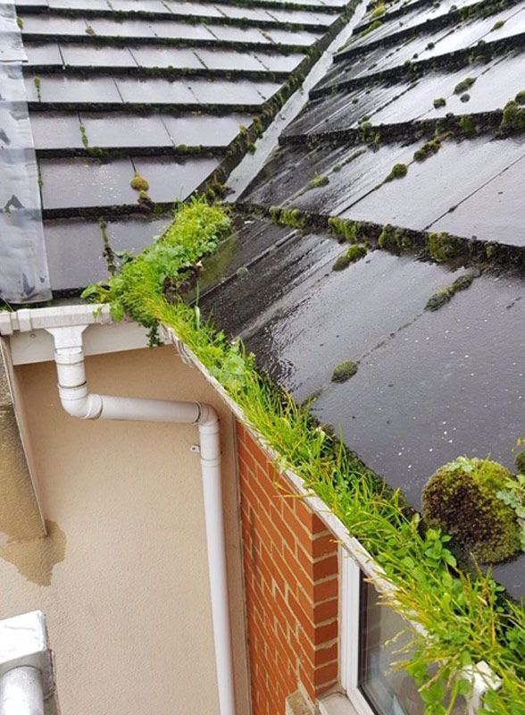 A gutter with moss growing on it is on the side of a house.