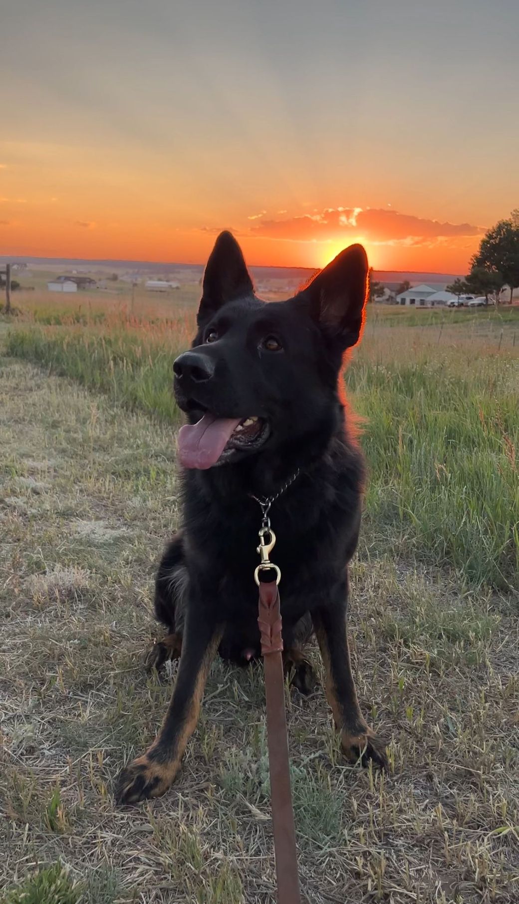 beautiful dog on the Colorado plains