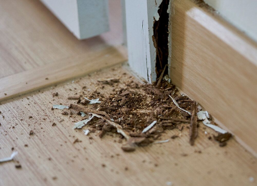 A Wooden Floor With a Hole in It and a Pile of Wood Chips on It — Lighthouse Pest Control In Alstonville, NSW
