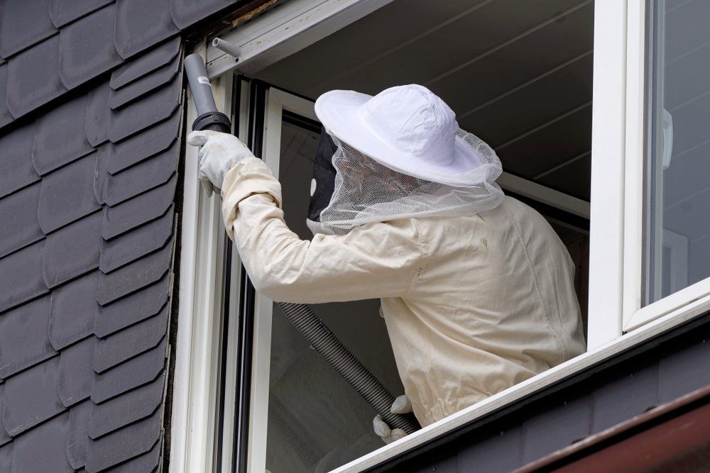 Pest Controller Removing A Hornet Nest — Pest Control In Byron Bay, NSW