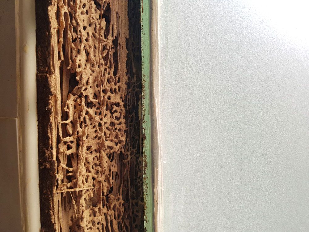 A Close up Of Termites Eating a Piece of Wood on A Wall — Lighthouse Pest Control In Bangalow, NSW