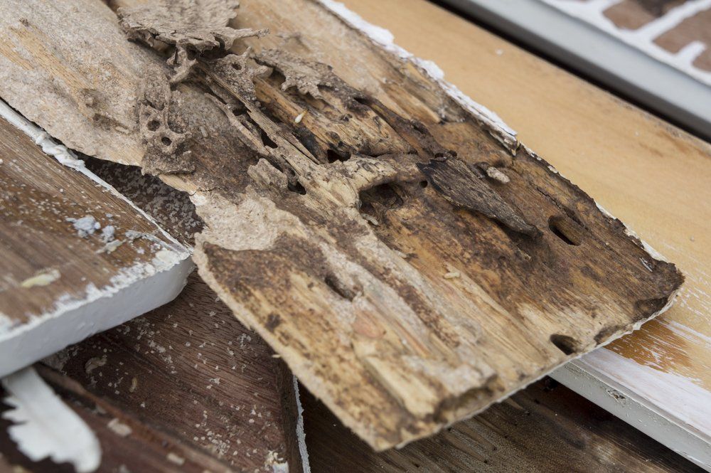 Termite Damage on Rotten Wood  — Lighthouse Pest Control In Skinners Shoot, NSW
