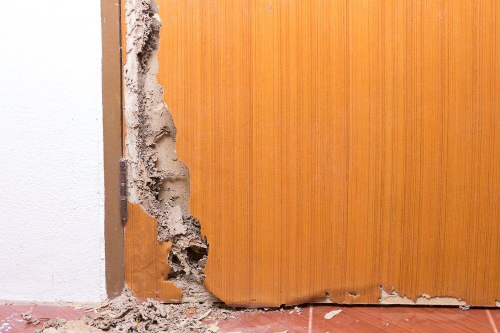 A Wooden Door With a Hole in It and Termites Coming Out of It — Lighthouse Pest Control In Brunswick Heads, NSW