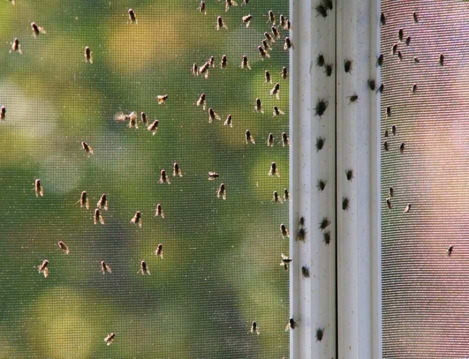 Grimy Houseflies Congregating On A Screen — Pest Control In Byron Bay, NSW