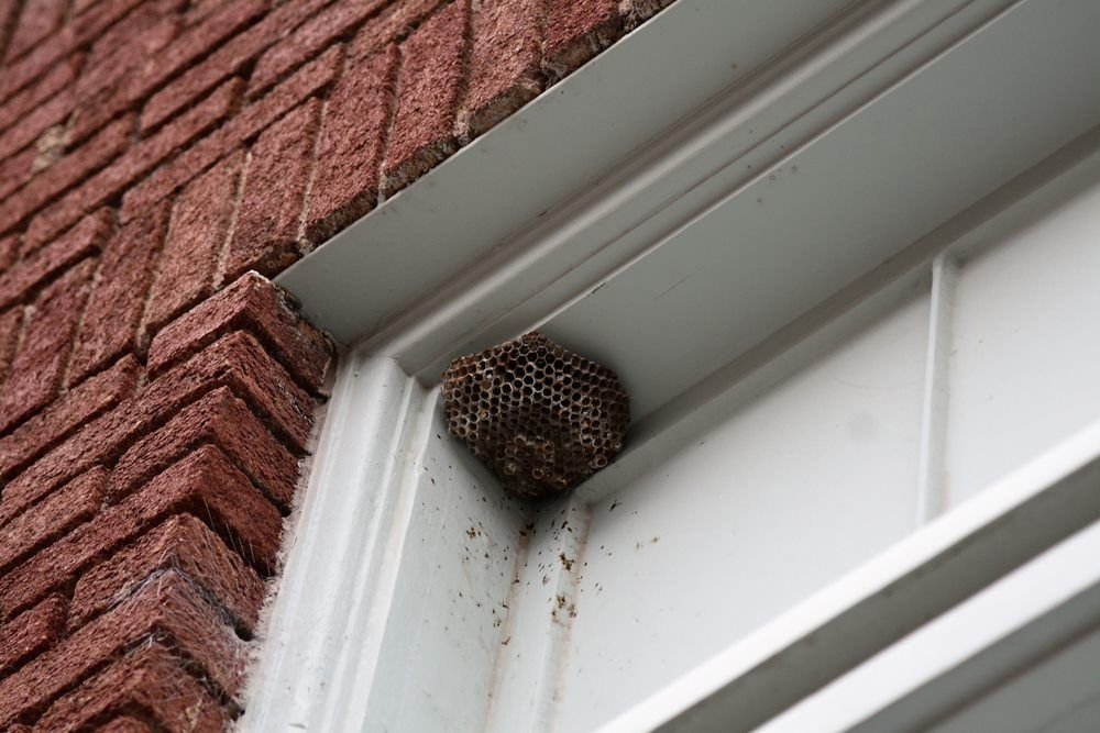 Wasp Nest — Lighthouse Pest Control In Skinners Shoot, NSW