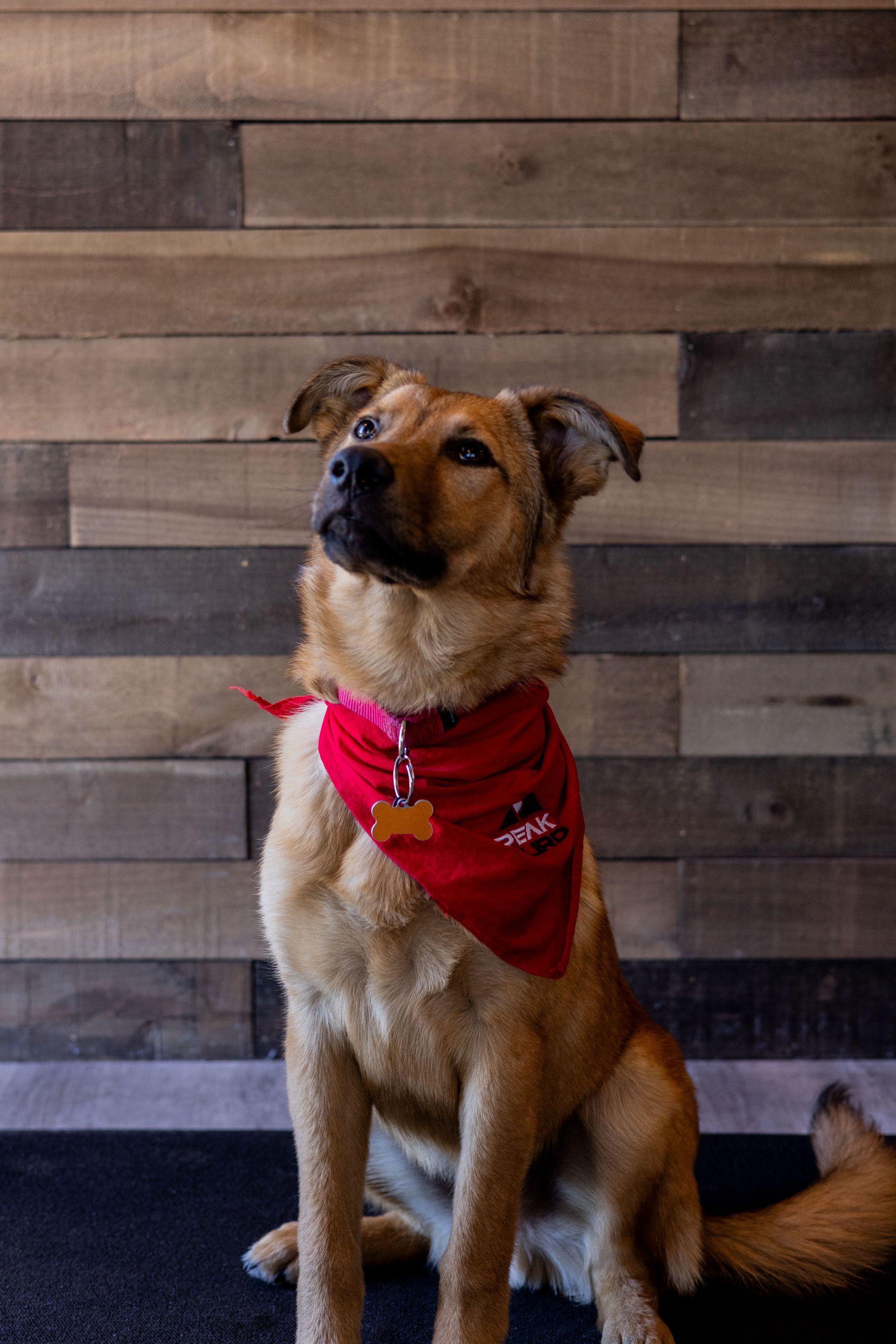 Tan dog with a red bandana sits, looking upward against a wood-paneled wall. | Peak Euro