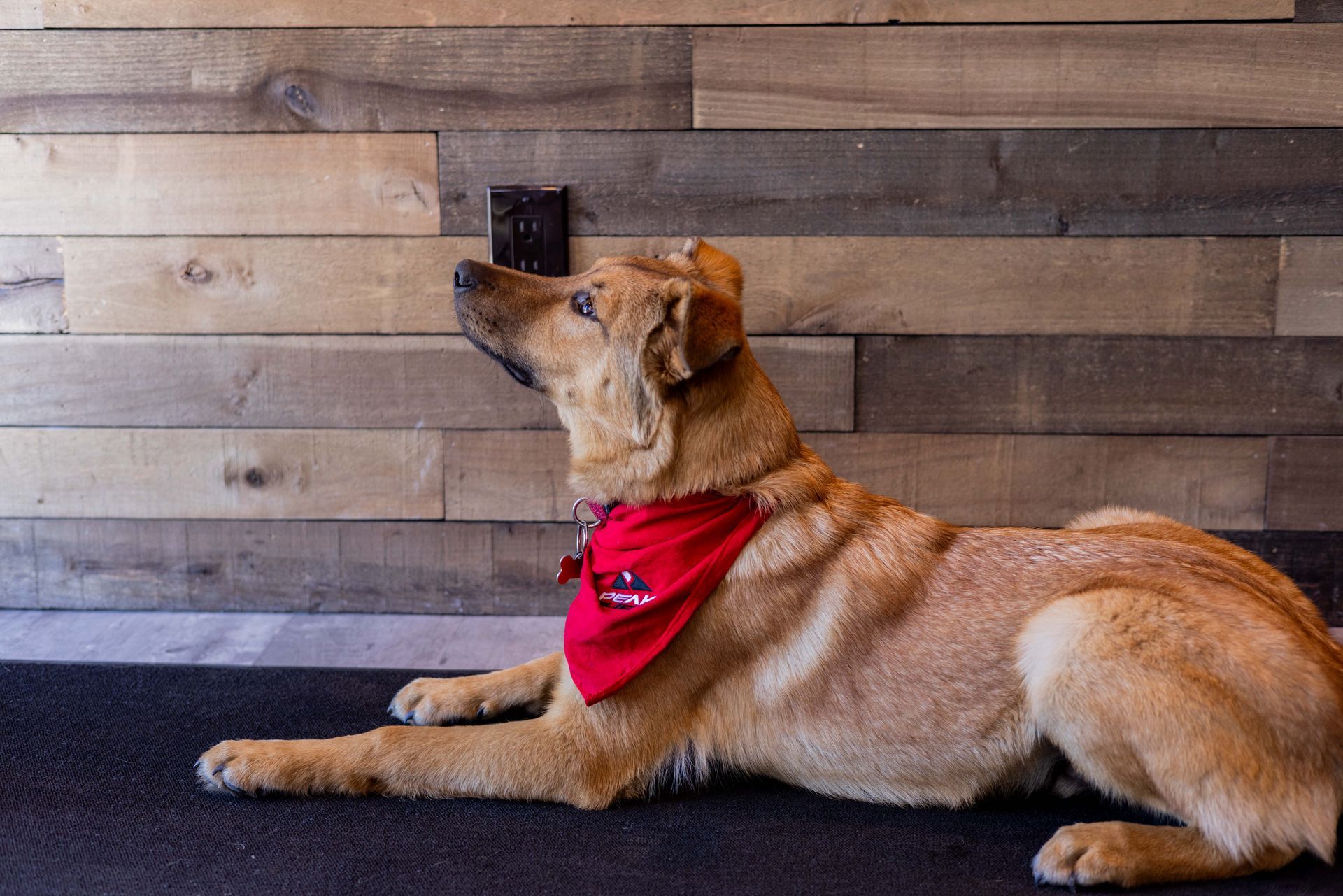 Shop Gallery | Peak Euro