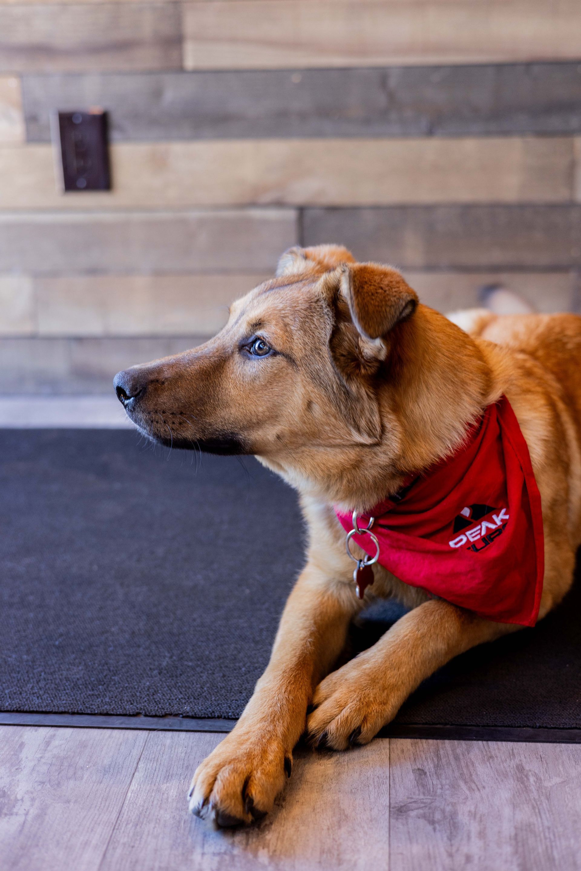 Golden dog wearing a red bandana lies on a black mat, looking off to the side.