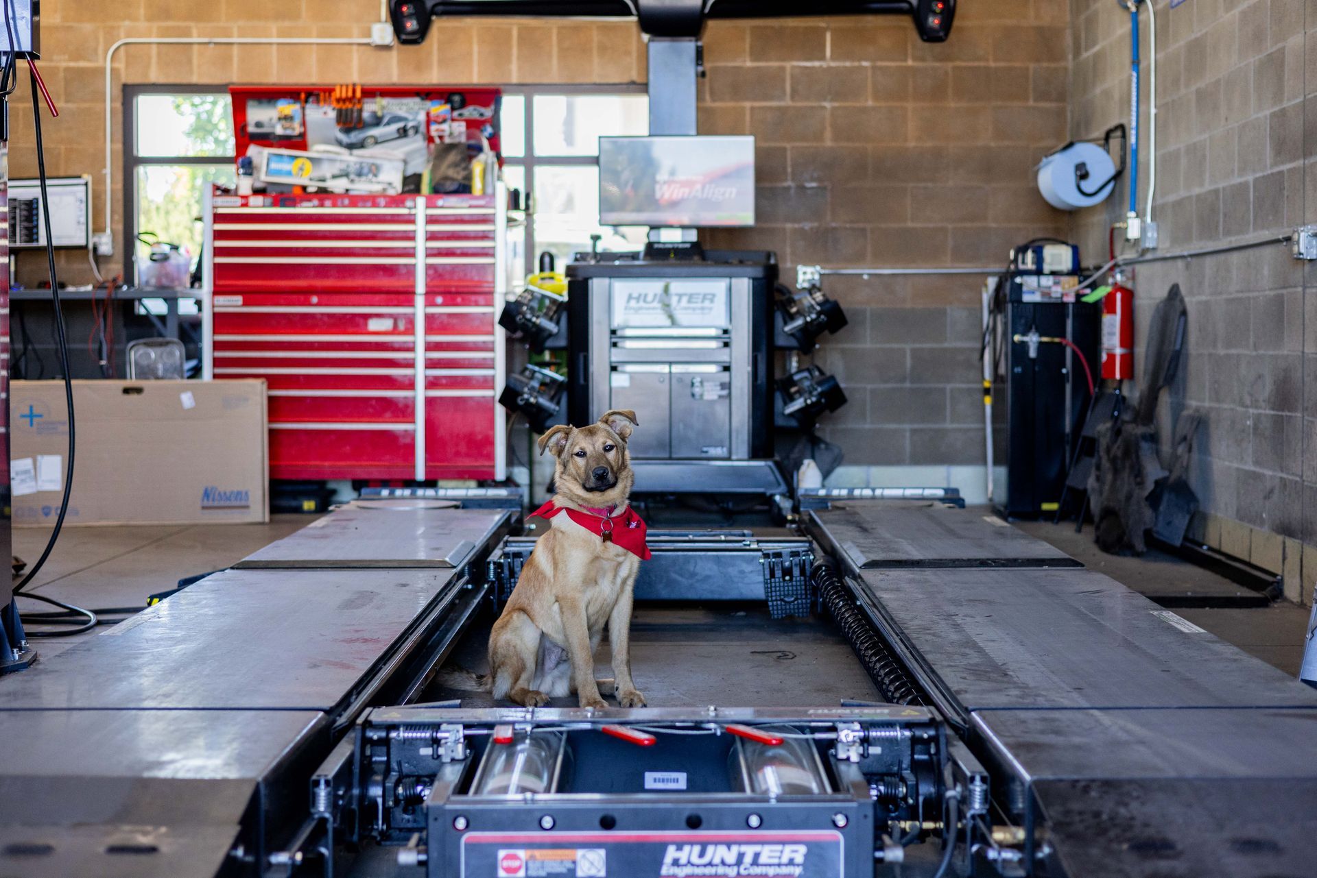 Dog wearing a red bandana sits on an alignment lift inside a garage, next to a large tool chest. | Peak Euro