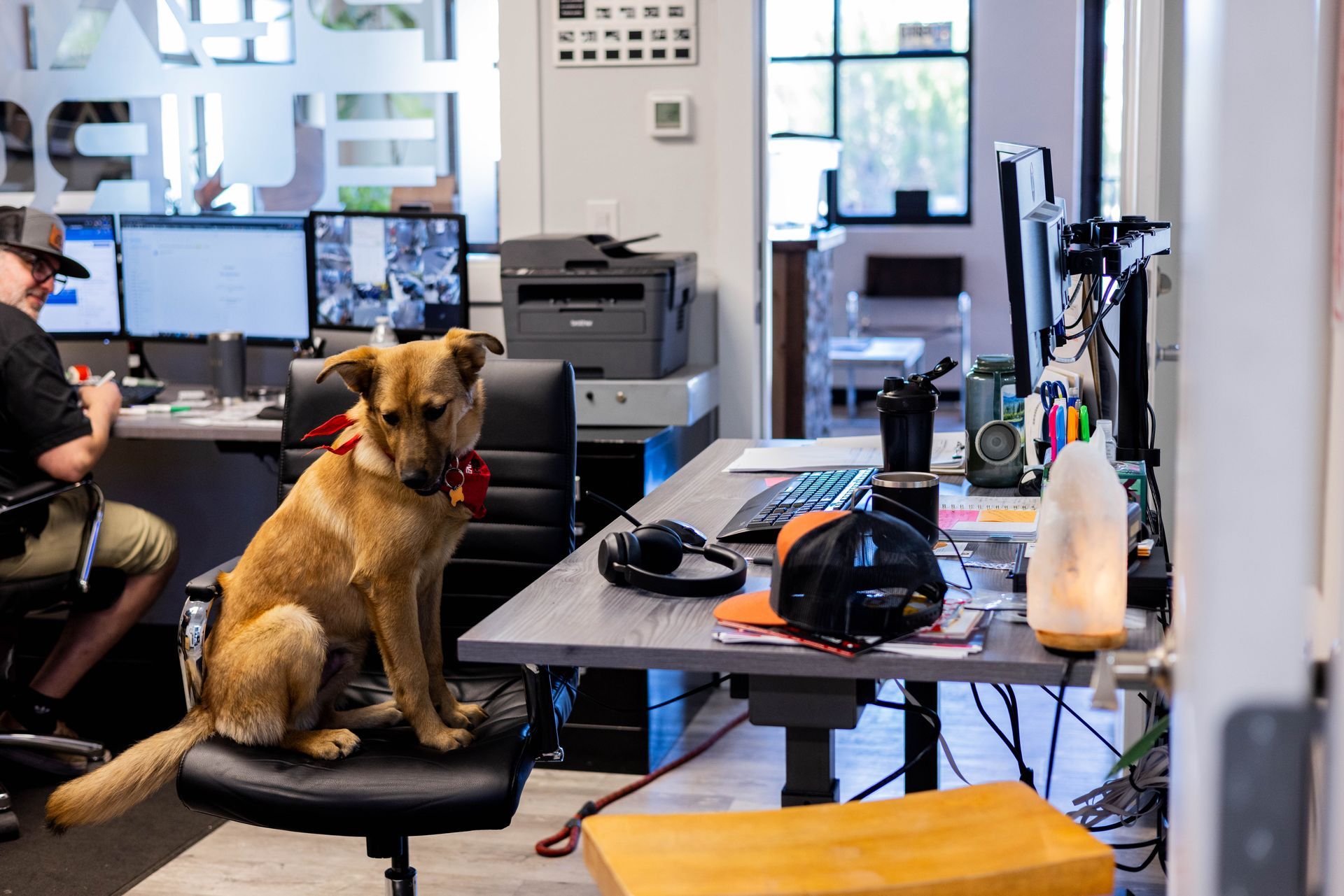 Dog sitting in office chair, next to a desk with a computer, headphones, and a cap. | Peak Euro
