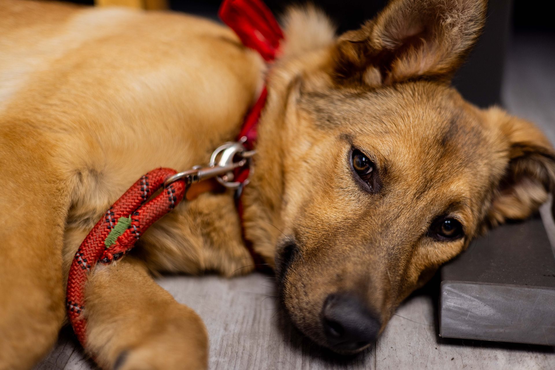 Brown dog resting with red leash, gazing with a weary expression. | Peak Euro