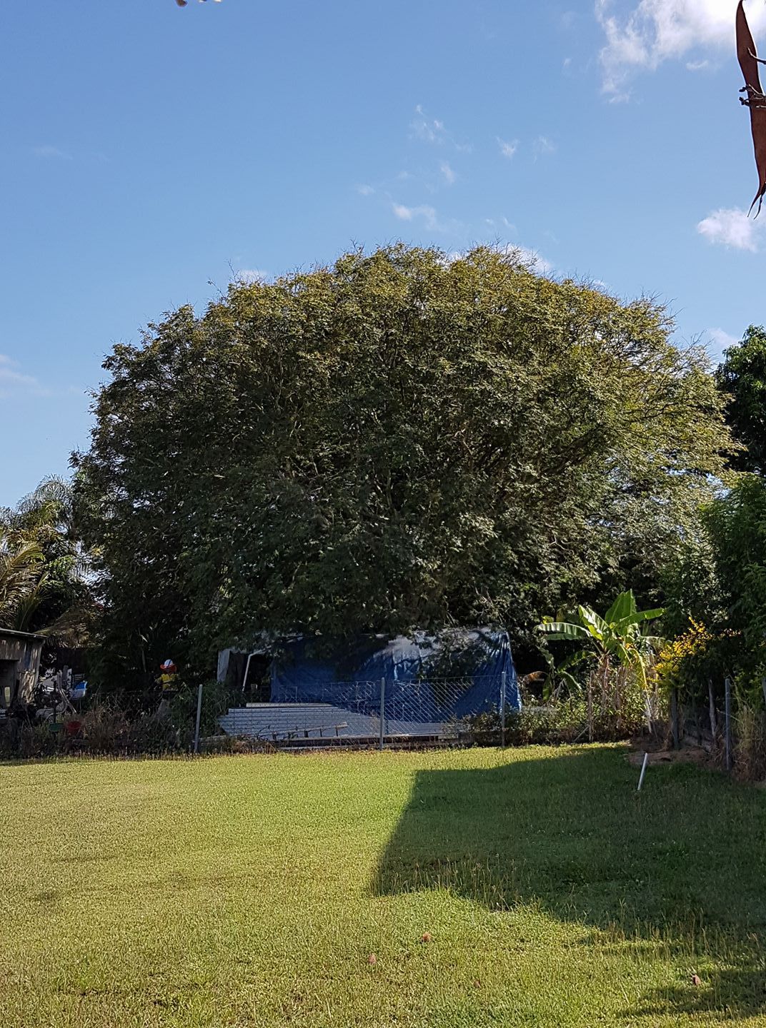 A Large, Full-Leafed Tree Stands Behind a Blue Tarp-Covered Structure  — Barlows Tree Services in Rockhampton, QLD