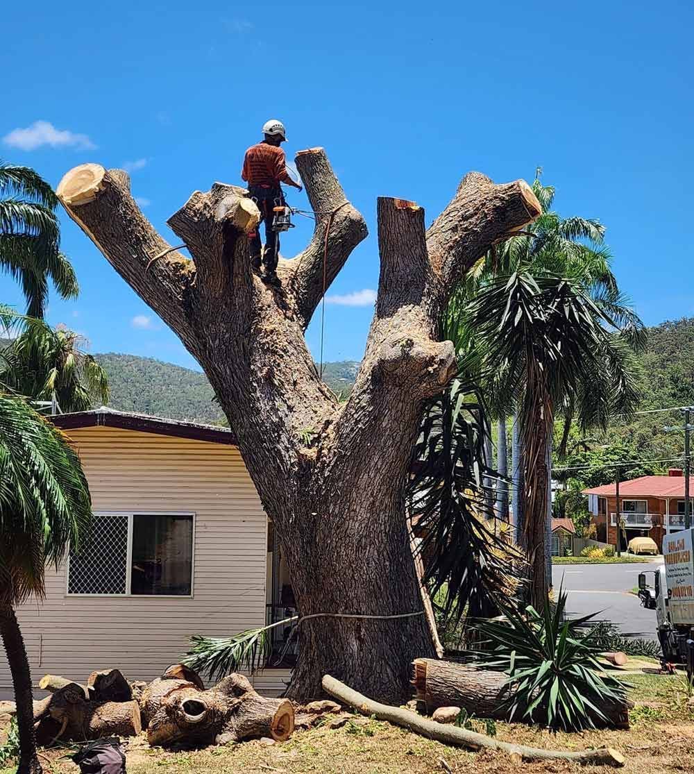 Man on Tall Tree Trunk, Cutting Branches — Barlows Tree Services in Rockhampton, QLD